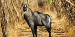 Dajipur Wildlife Sanctuary, a place to visit near Hotel Sadguru